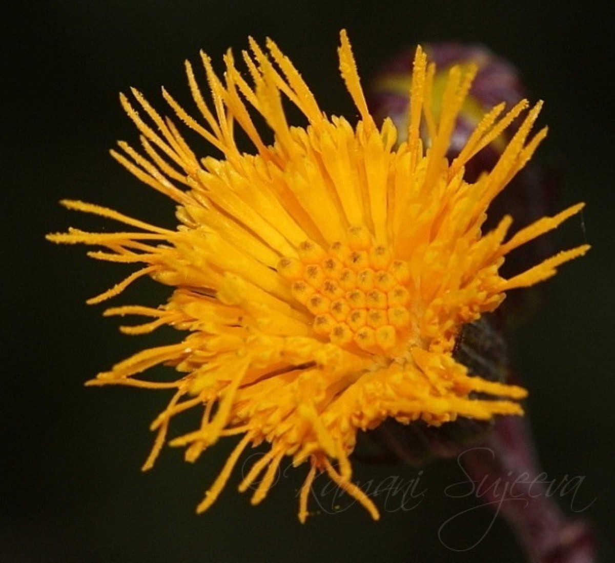 Gynura lycopersicifolia DC.